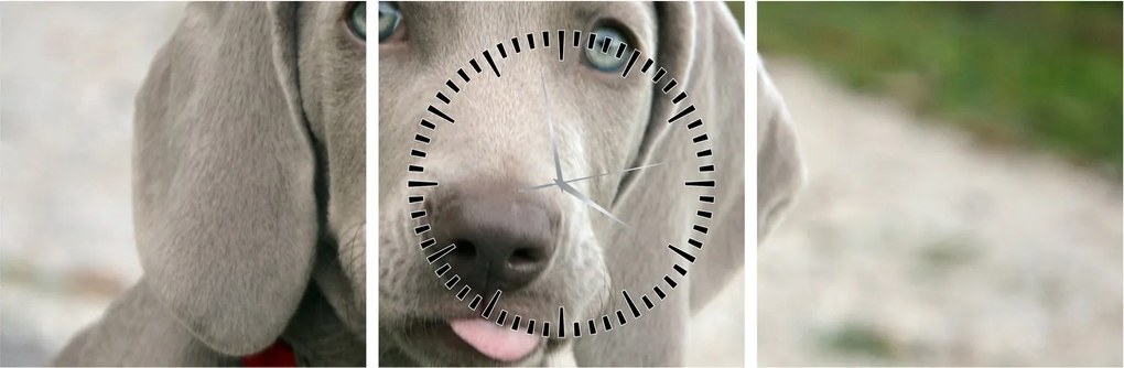 Tablou - cățeluș weimaraner (cu ceas) (90x30 cm)