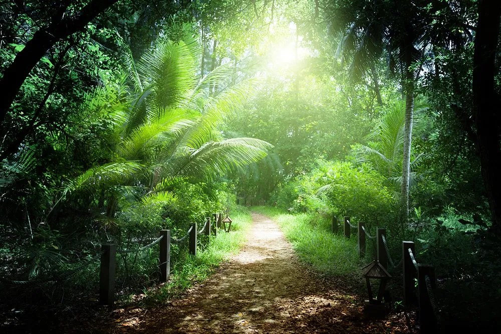 Fototapet potecă pe insula Seychelles