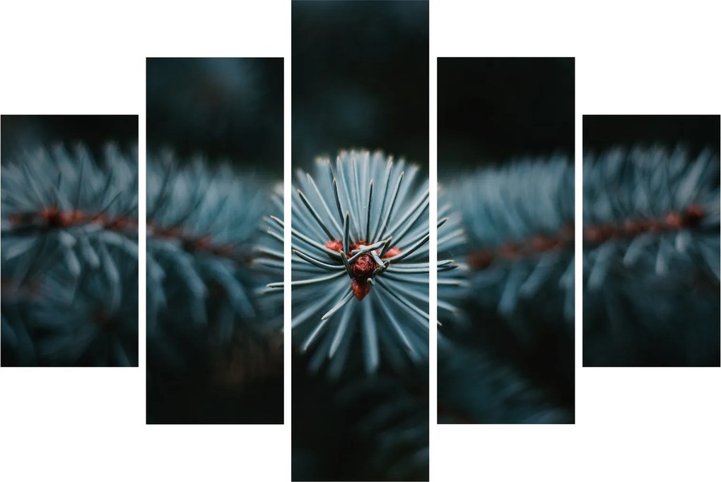 Tablou -Crenguțe ale unui conifer (150x105 cm)