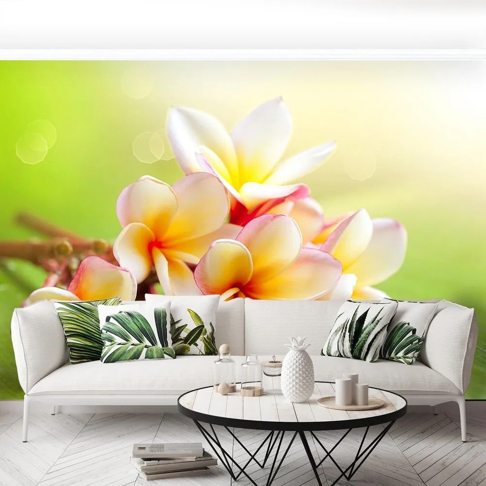 Fototapet frangipani Flori