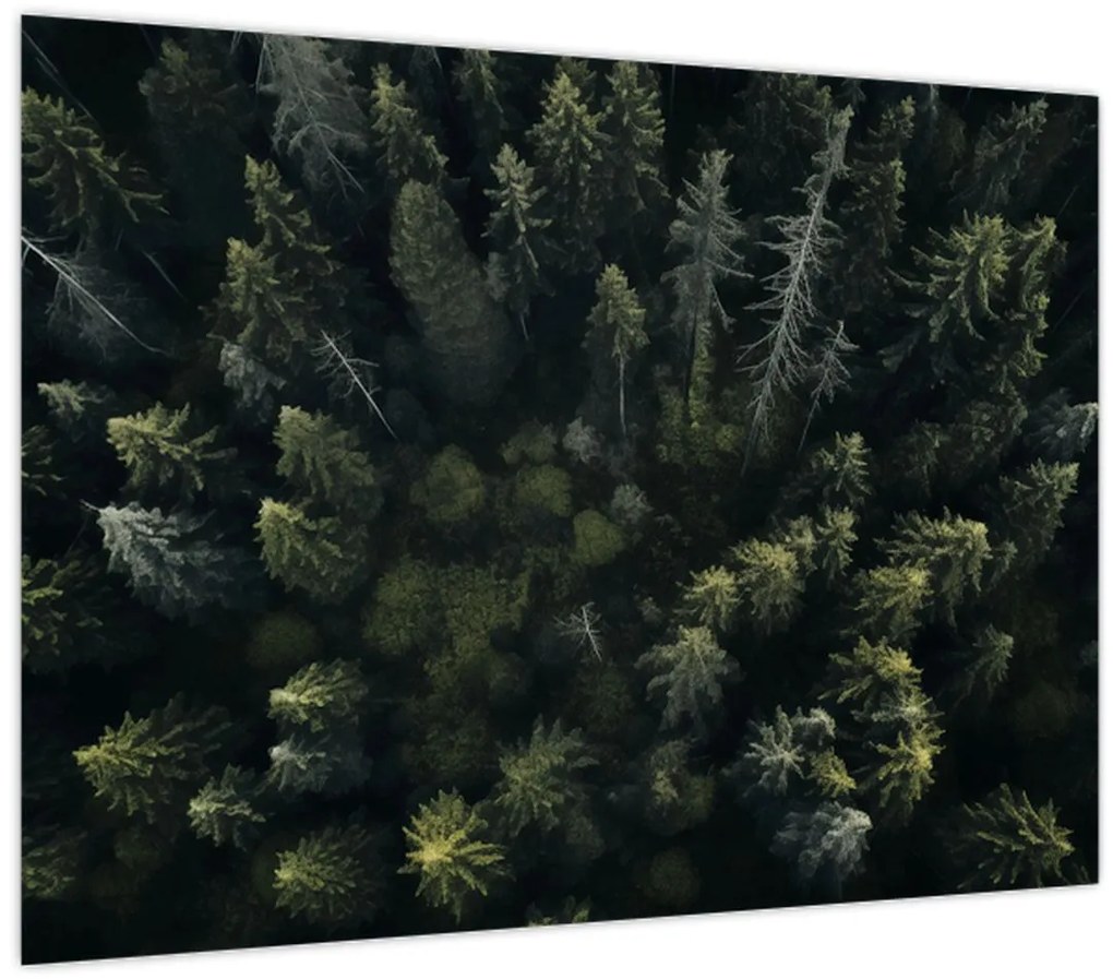 Tablou - Pădure (70x50 cm)