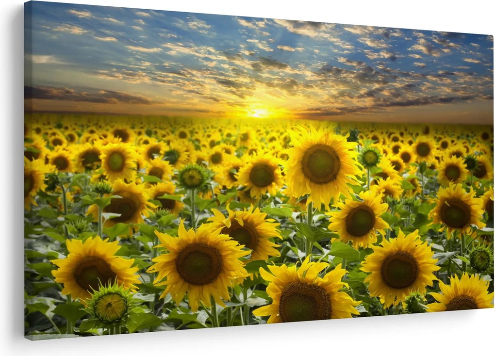 Tablou - Floarea-soarelui la apus de soare (90x60 cm)