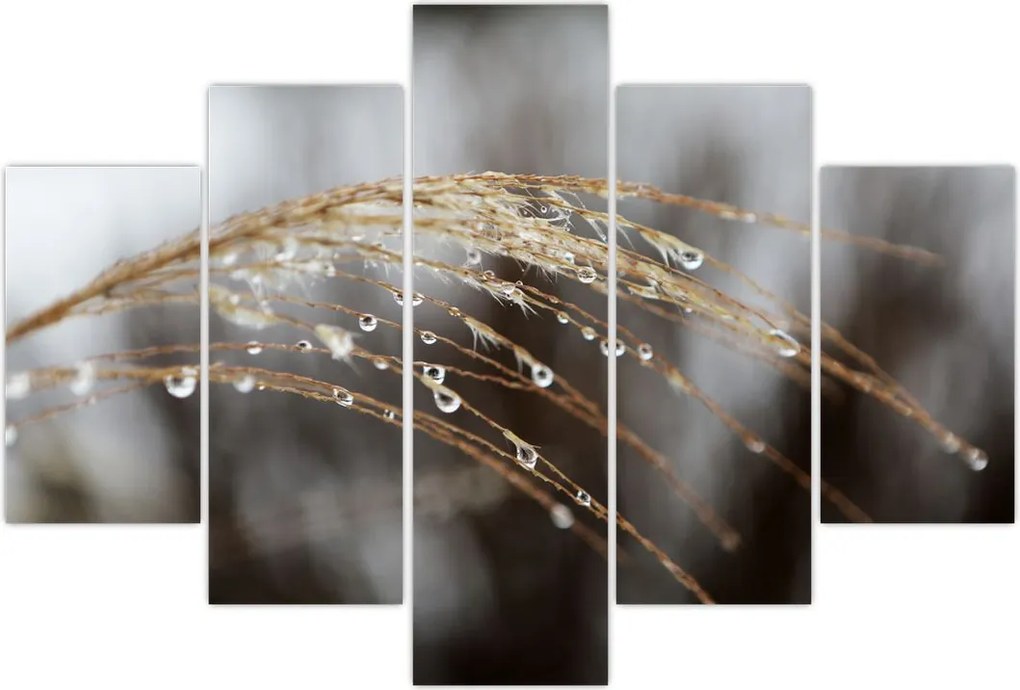 Tablou - Picături pe plantă (150x105 cm)