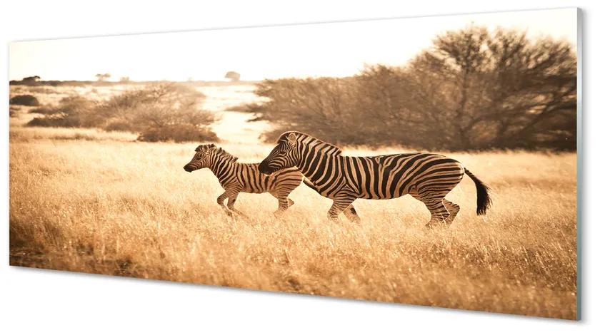 Panouri de sticlă Zebra câmp apus de soare