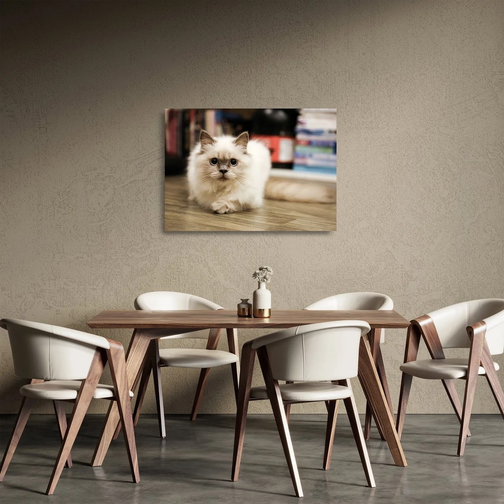 Tablou pe sticlă cu pisica albăr (70x50 cm)