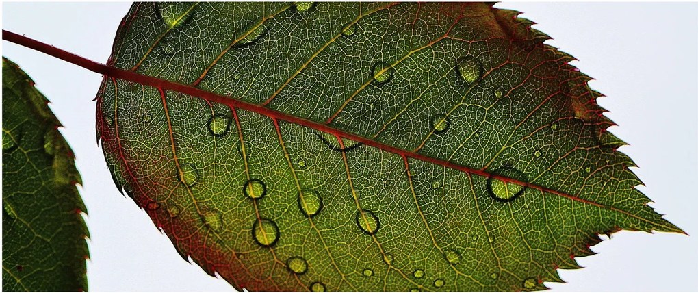 Tablou - Frunze de trandafir (120x50 cm)