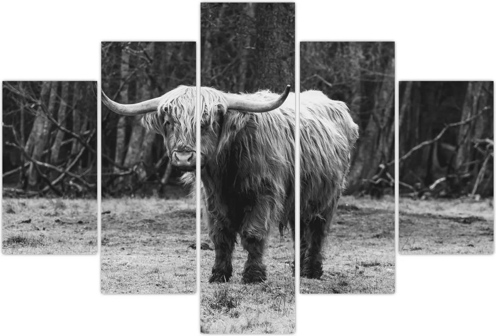 Tablou - Vacă scoțiană 3,alb-negru (150x105 cm)