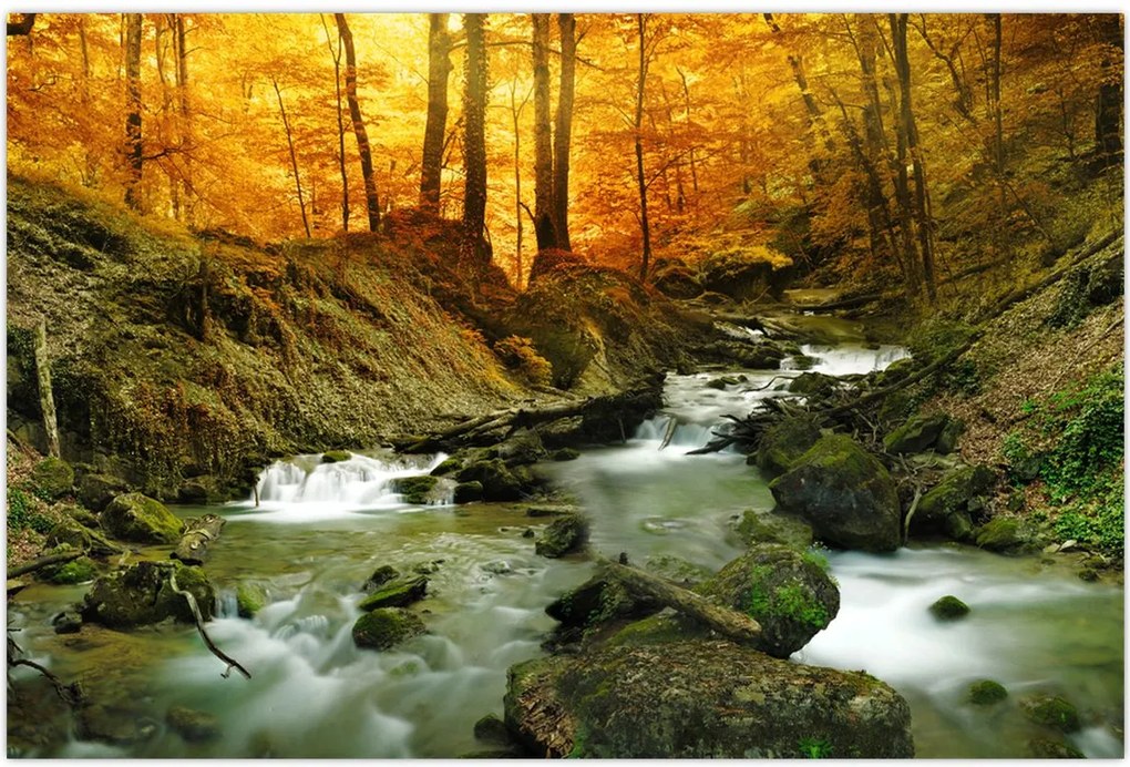 Tablou - Pădure (90x60 cm)