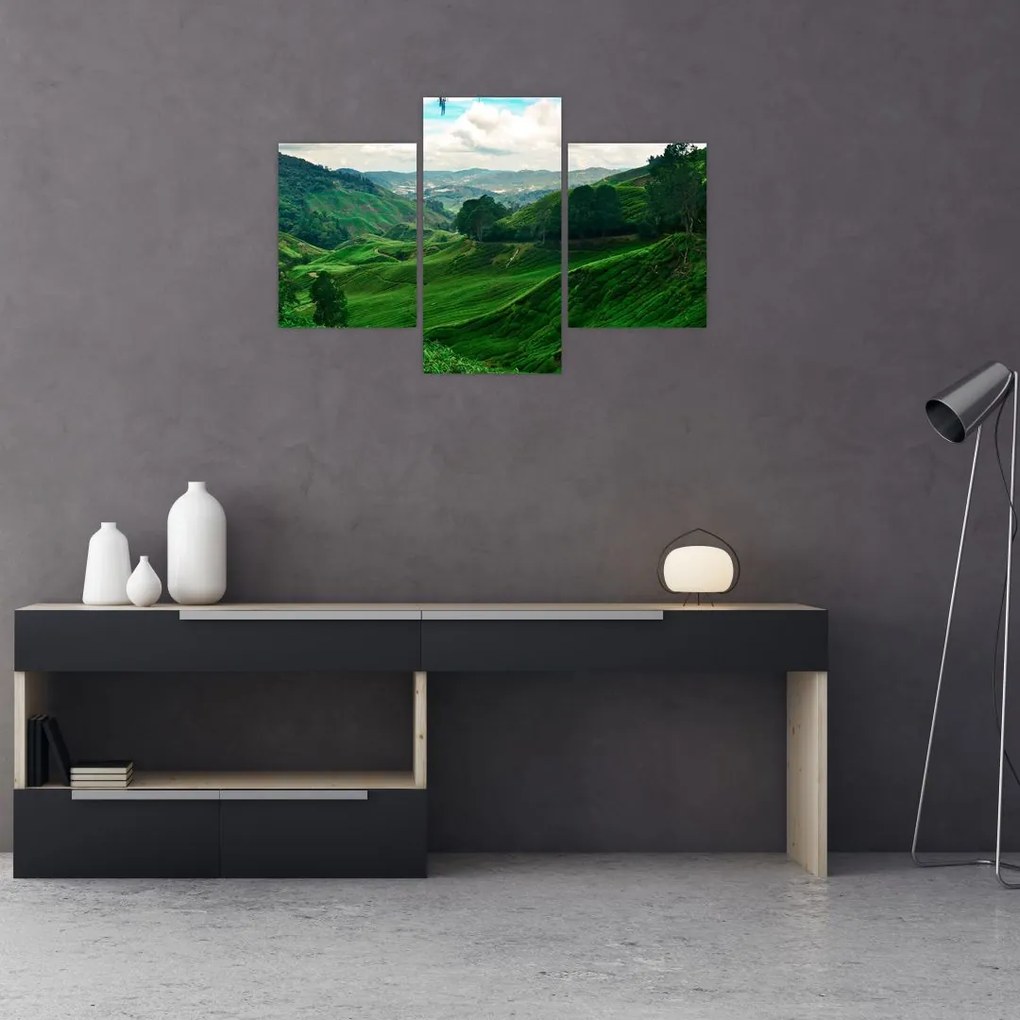 Tablou Plantații de ceai - Malaezia (90x60 cm)