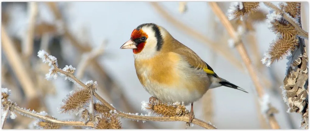 Tablou - Ciredeaua (120x50 cm)