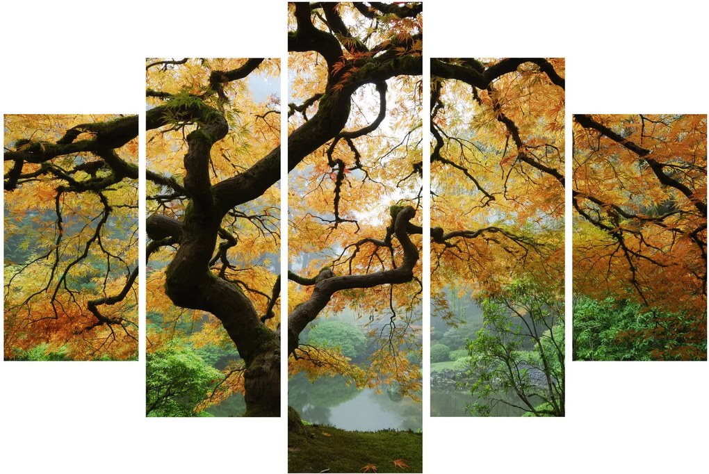 Tablou - Arțarul japonez galben, Portland, Oregon (150x105 cm)