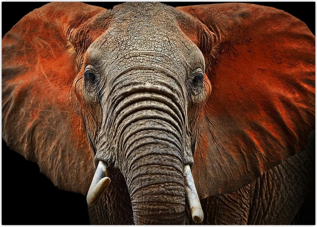 Tablou - Elefanți cu Tsavo (70x50 cm)