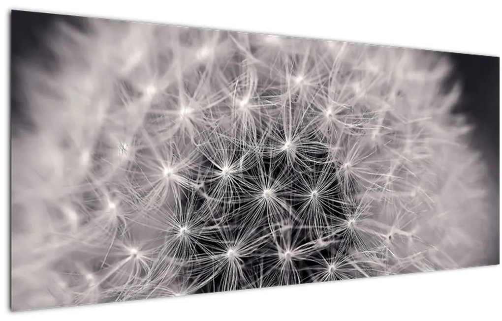 Tablou cu păpădie (120x50 cm)
