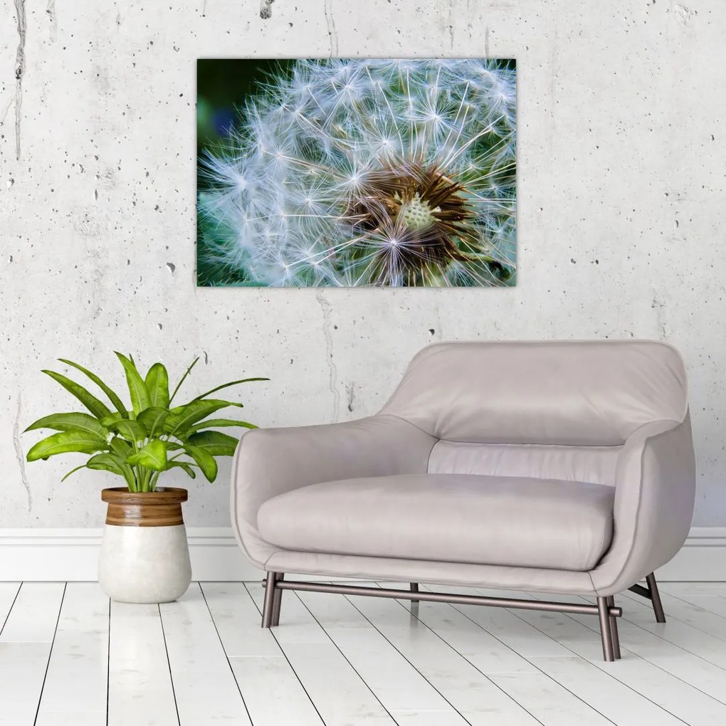 Tabloul cu păpădie desflorit (70x50 cm)