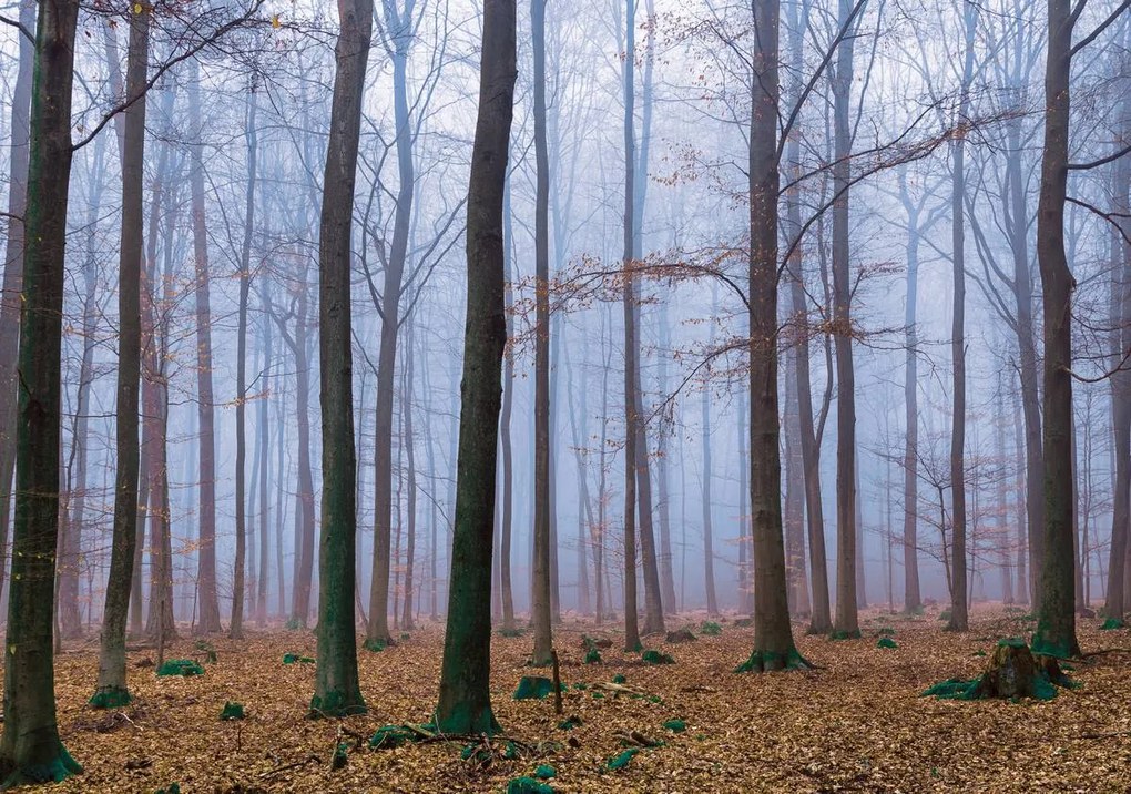 Fototapet - Pădure (254x184 cm), în 8 de alte dimensiuni noi