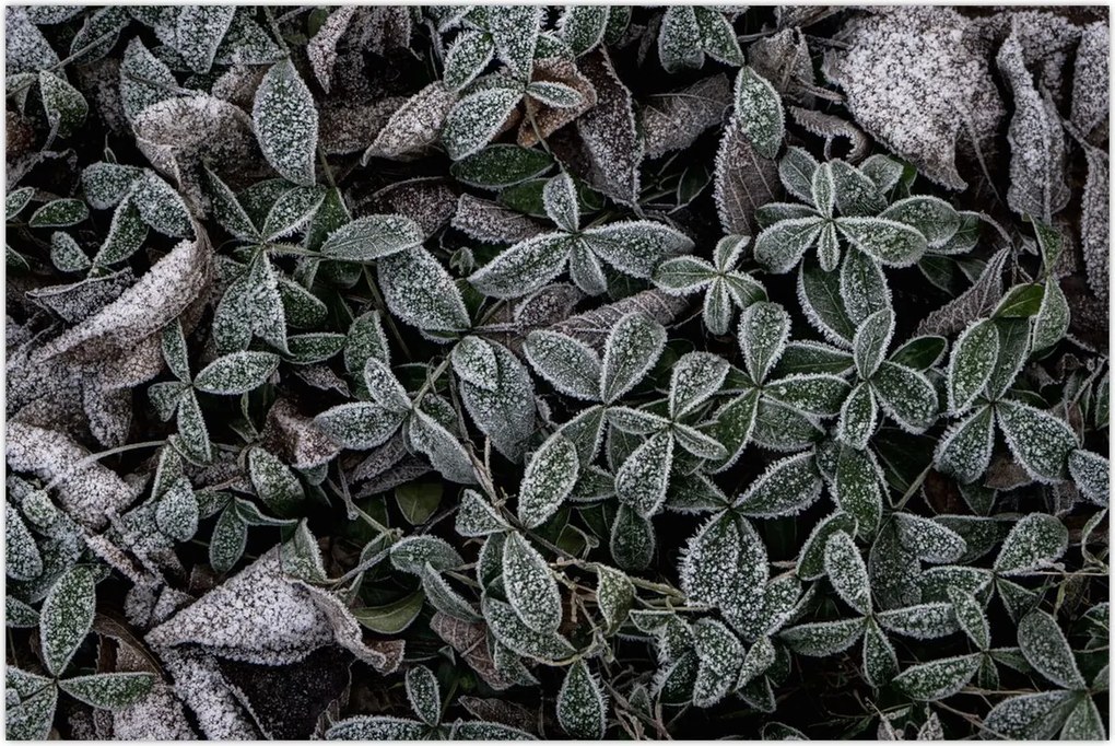 Tablou - Plante înghețate (90x60 cm)
