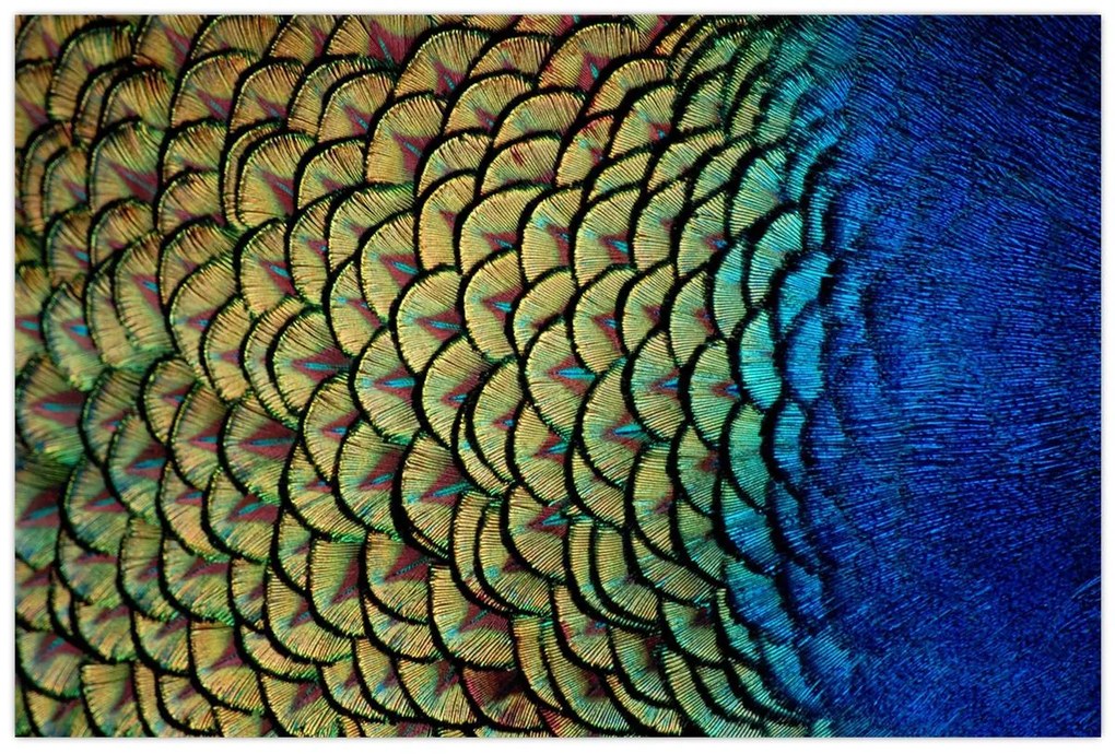Tablou - Pene de păun (90x60 cm)