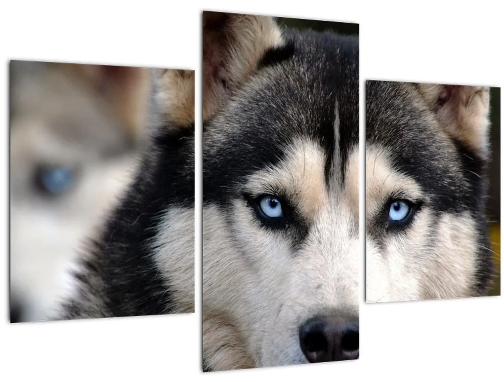 Tablou cu câinele husky (90x60 cm)