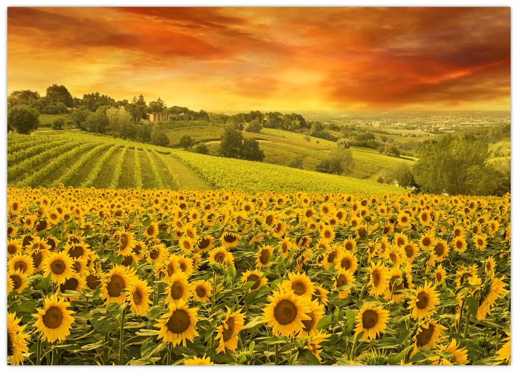 Tablou pe sticlă - Câmp de floarea-soarelui (70x50 cm)