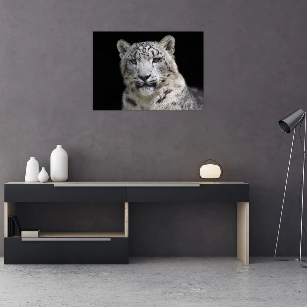 Tablou - Snow Leopard (70x50 cm)