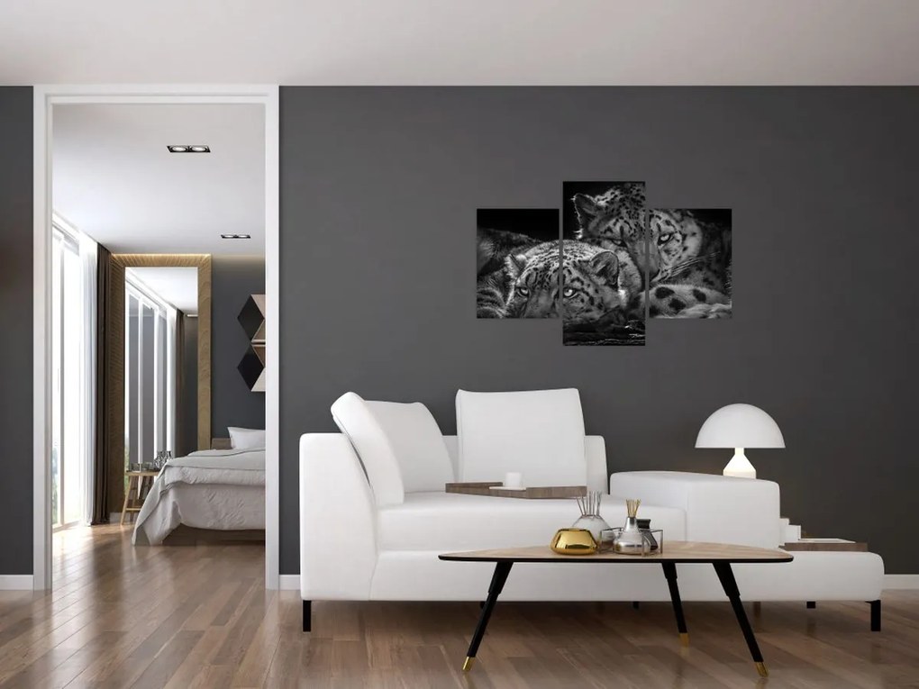 Tablou - Gheparzi care se odihnesc (90x60 cm)