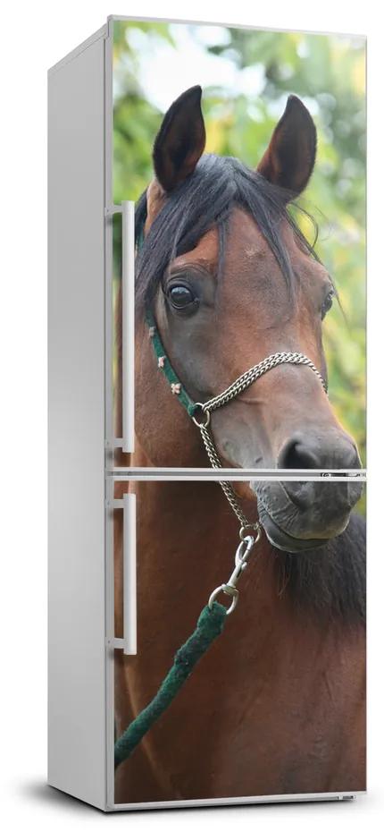 Foto Autocolant pentru piele al frigiderului Portret de un cal