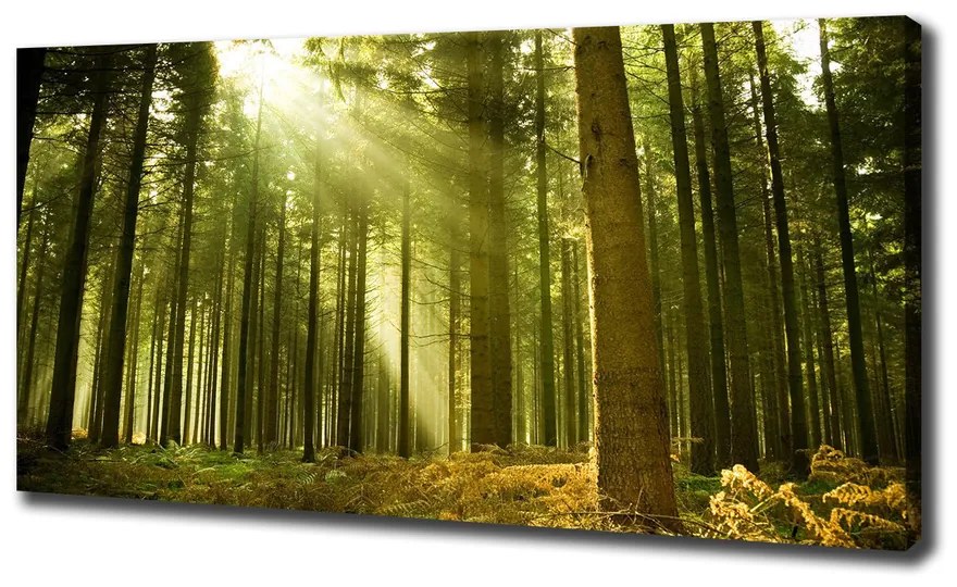 Print pe canvas O pădure de pini