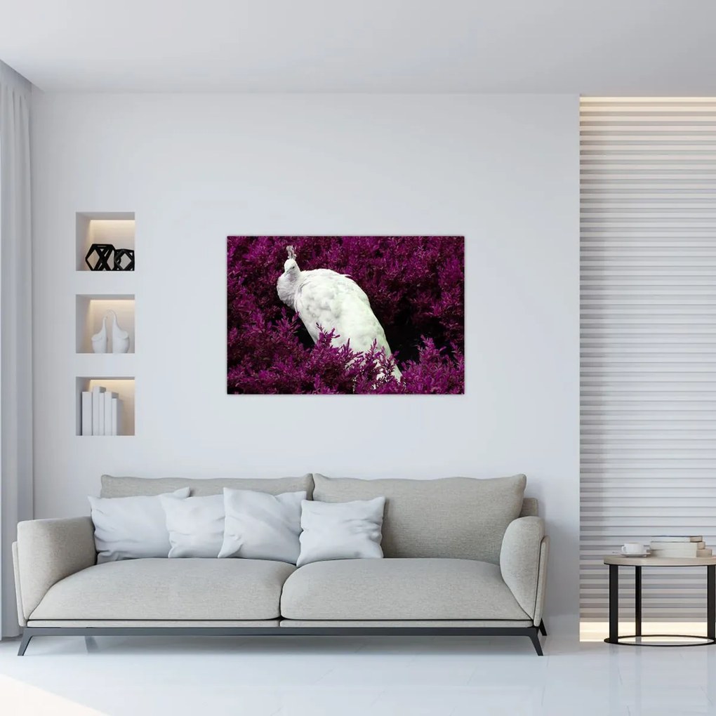 Tablou - Păun alb (90x60 cm)