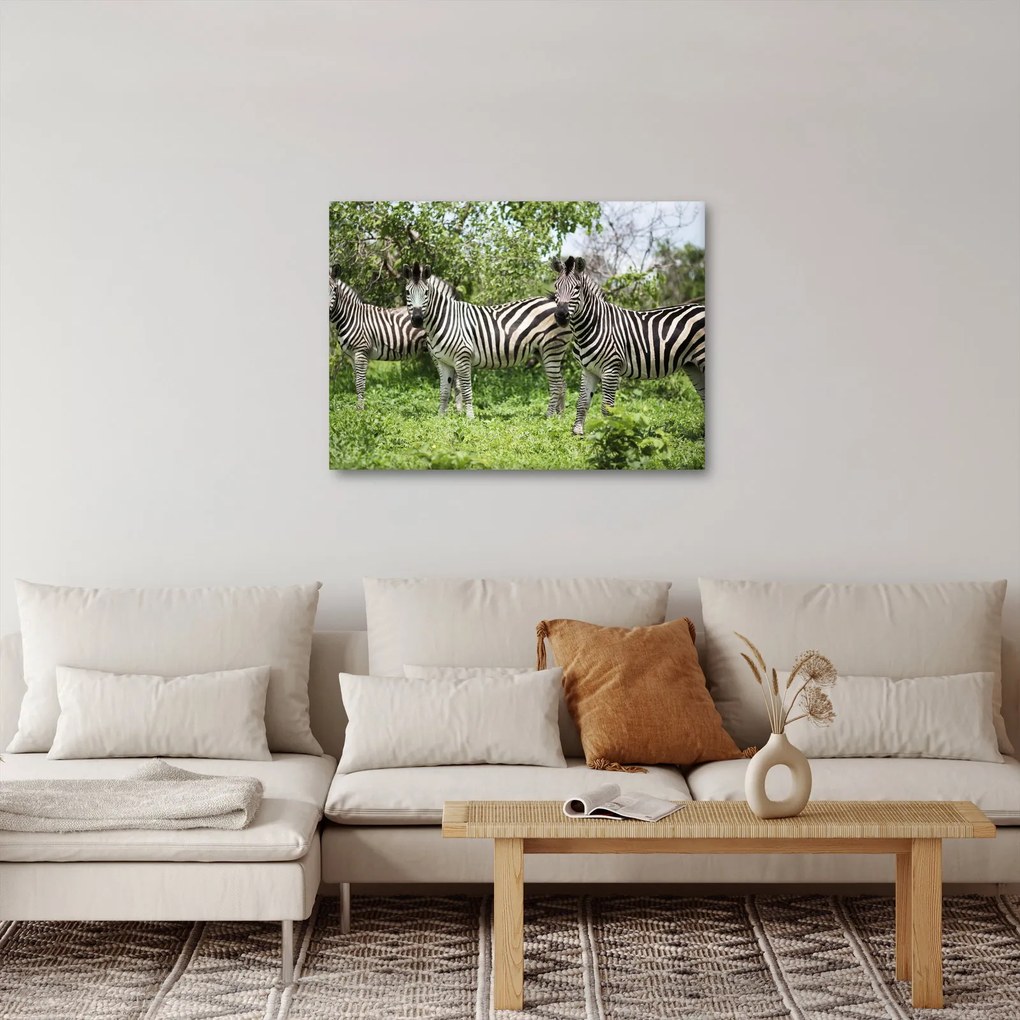 Tablou cu zebre (70x50 cm)