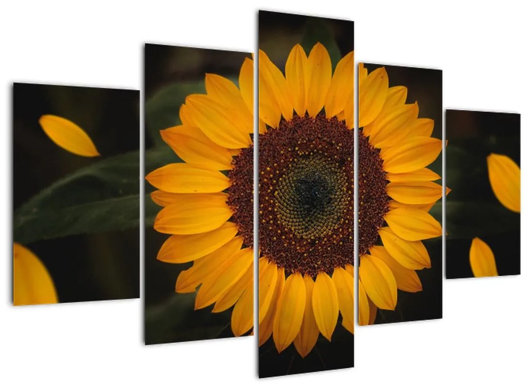 Tablou - Floarea soarelui și petale (150x105 cm)