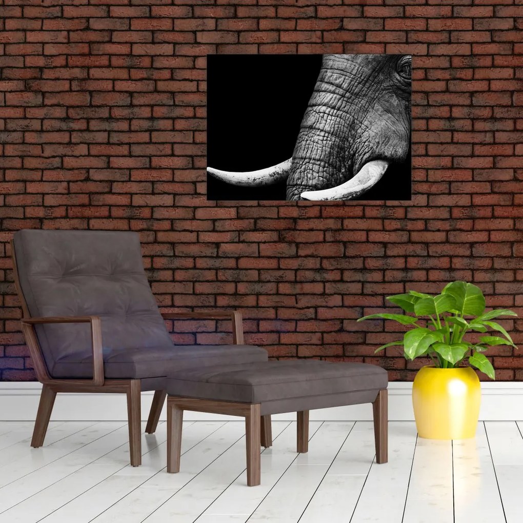 Tablou pe sticlă - Colți de elefant (70x50 cm)
