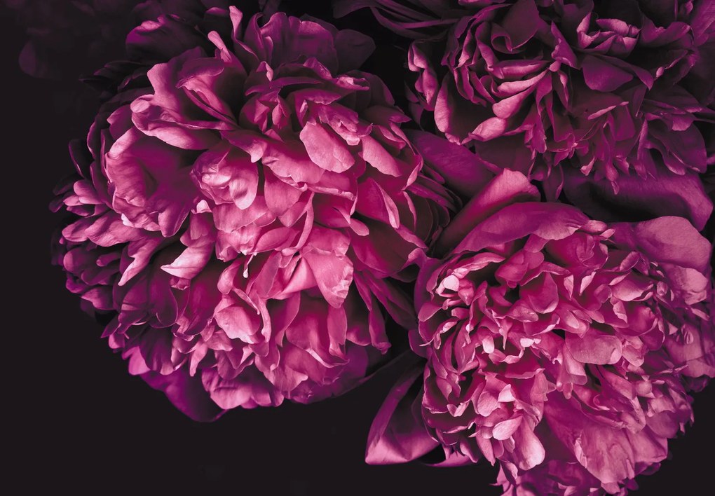 Fototapet - Flori (147x102 cm)