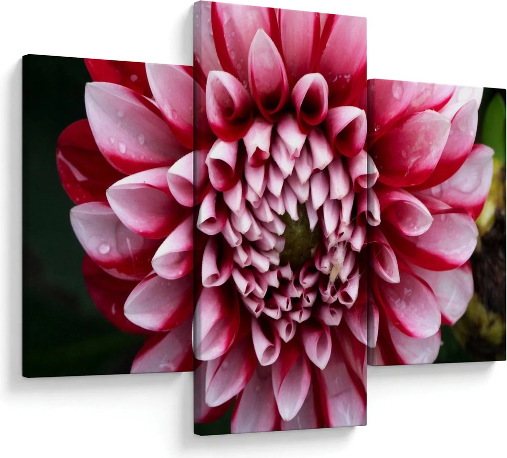 Tablou cu dalie roz (90x60 cm)