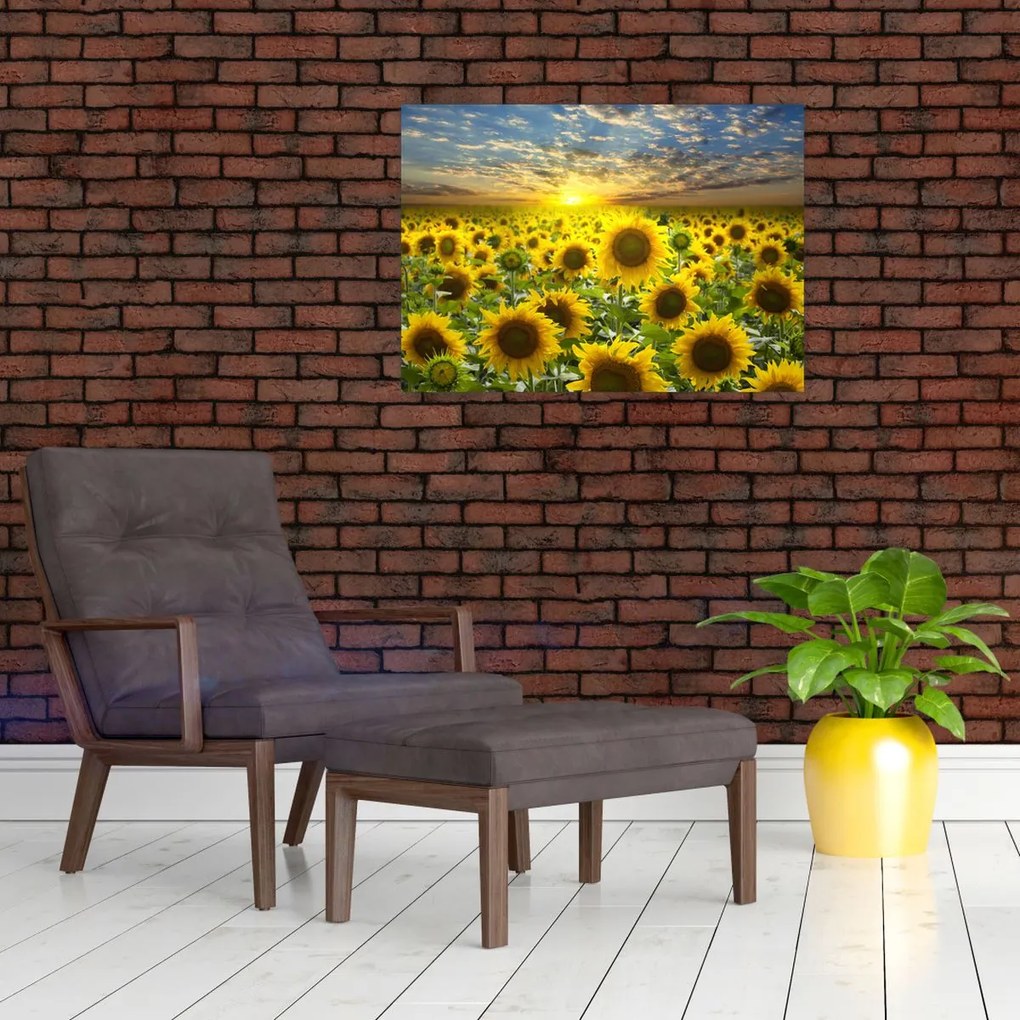 Tablou pe sticlă - Floarea-soarelui la apus de soare (70x50 cm)