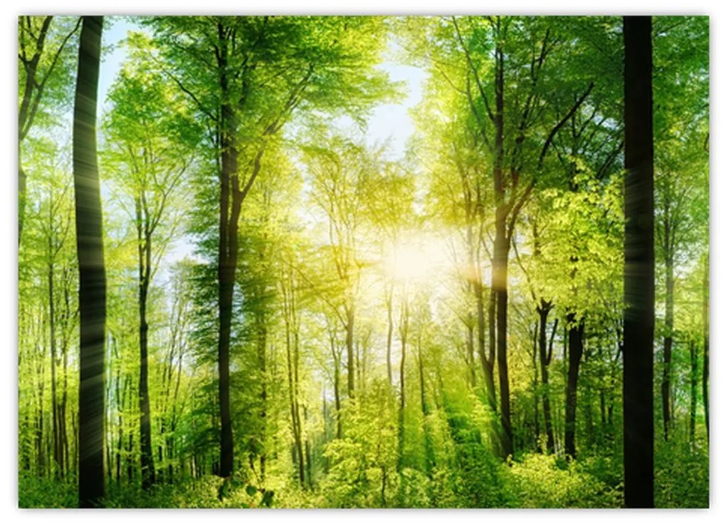 Tablou pe sticlă - Răsărit în pădure (70x50 cm)