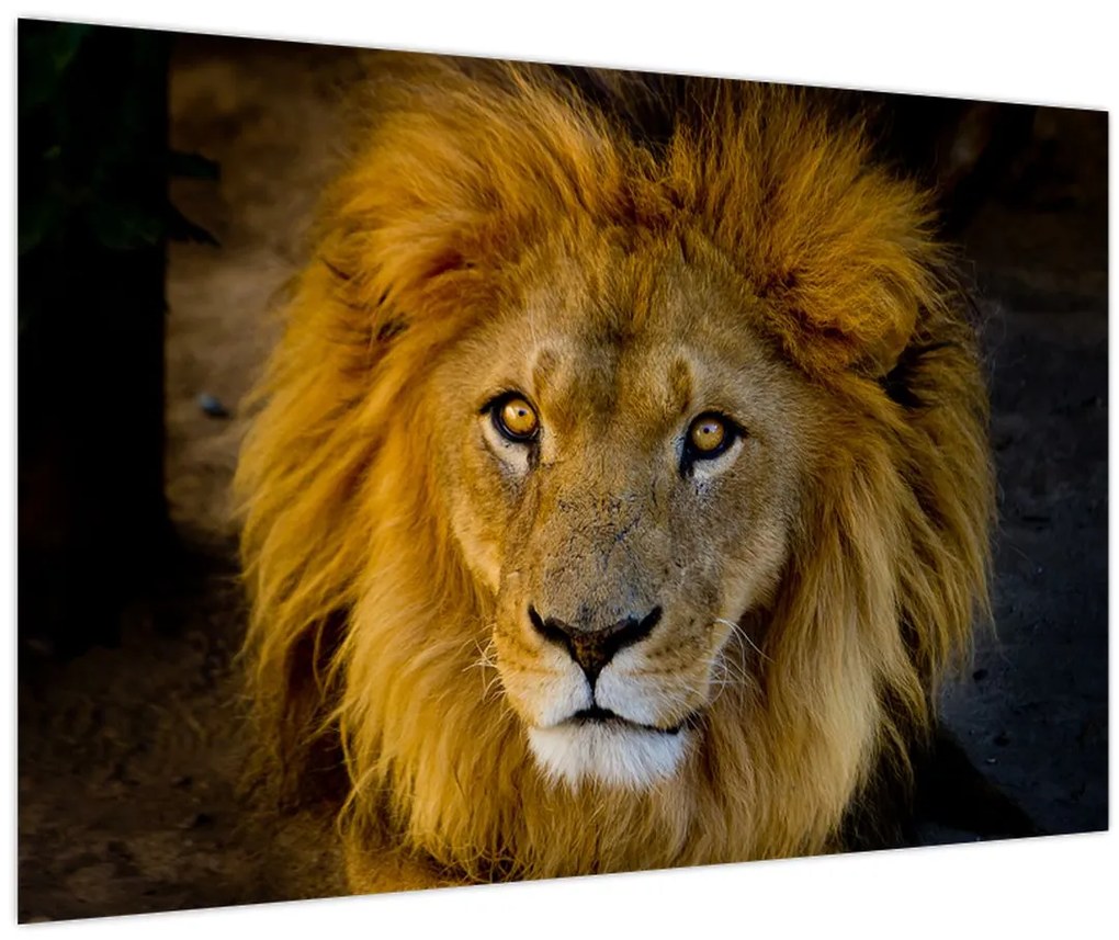 Tablou - Portret de leu (90x60 cm)