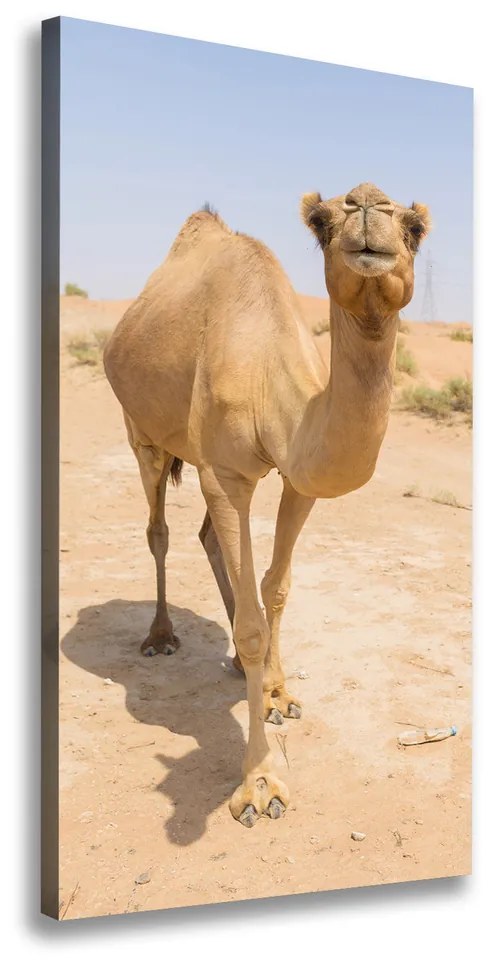 Pictură pe pânză Camel în deșert