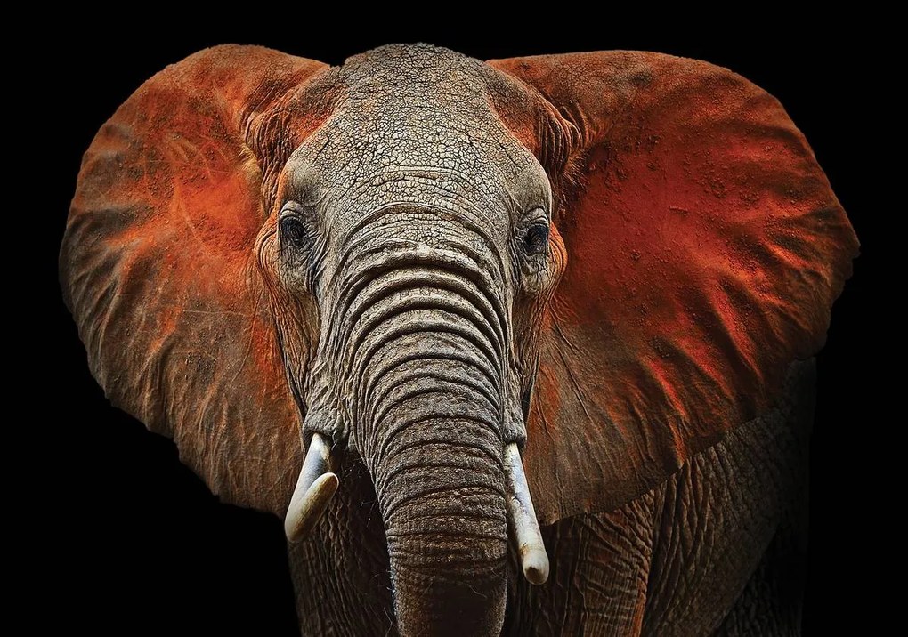 Fototapet - Elefant - urechi roșii (254x184 cm)