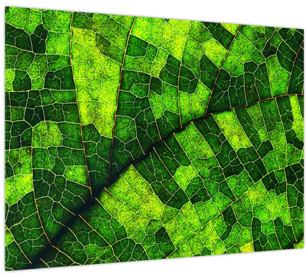 Tablou - Detaliu frunze (70x50 cm)