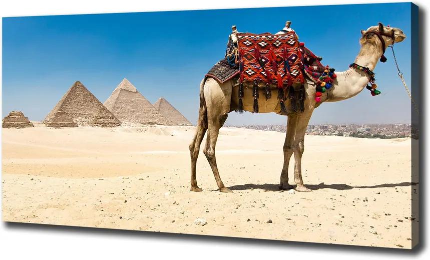 Pictură pe pânză Camel la cairo