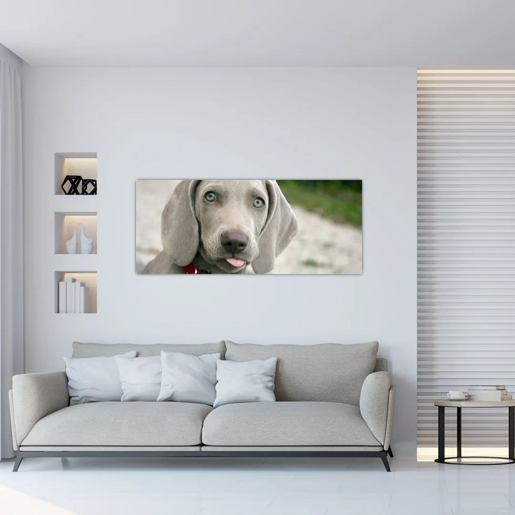 Tablou - cățeluș weimaraner (120x50 cm)