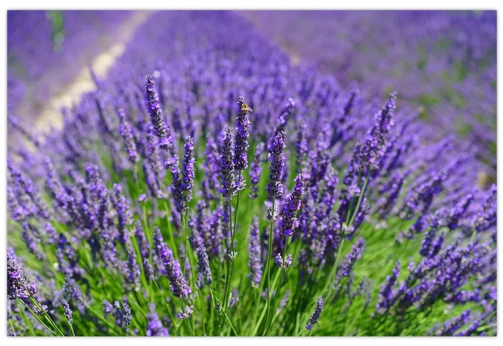 Tablou - lavanda (90x60 cm)