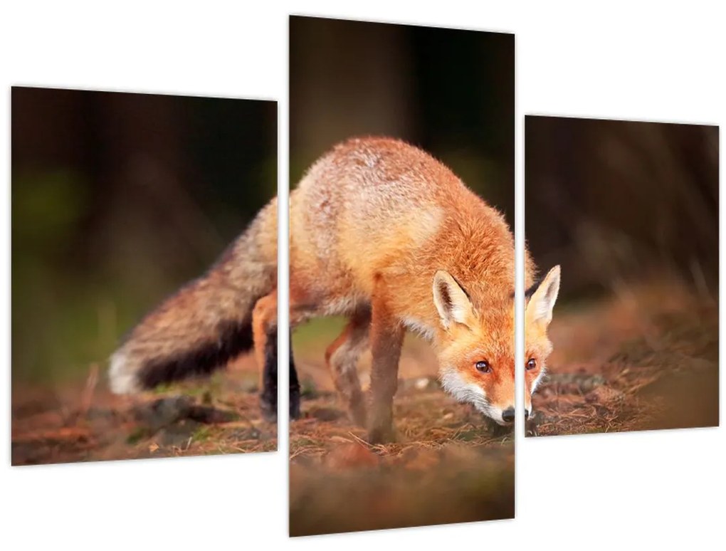 Tablou - Vulpe in pădure (90x60 cm)