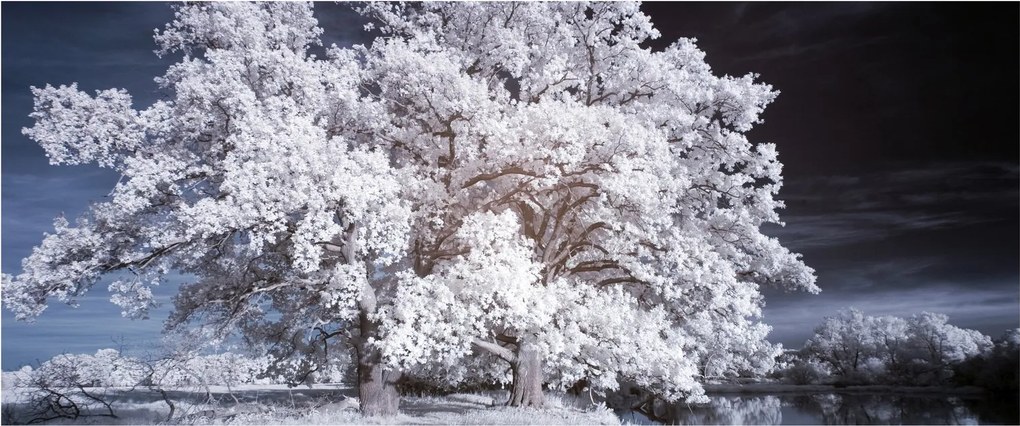 Tablou - Albă ca Zăpada Copac (120x50 cm)