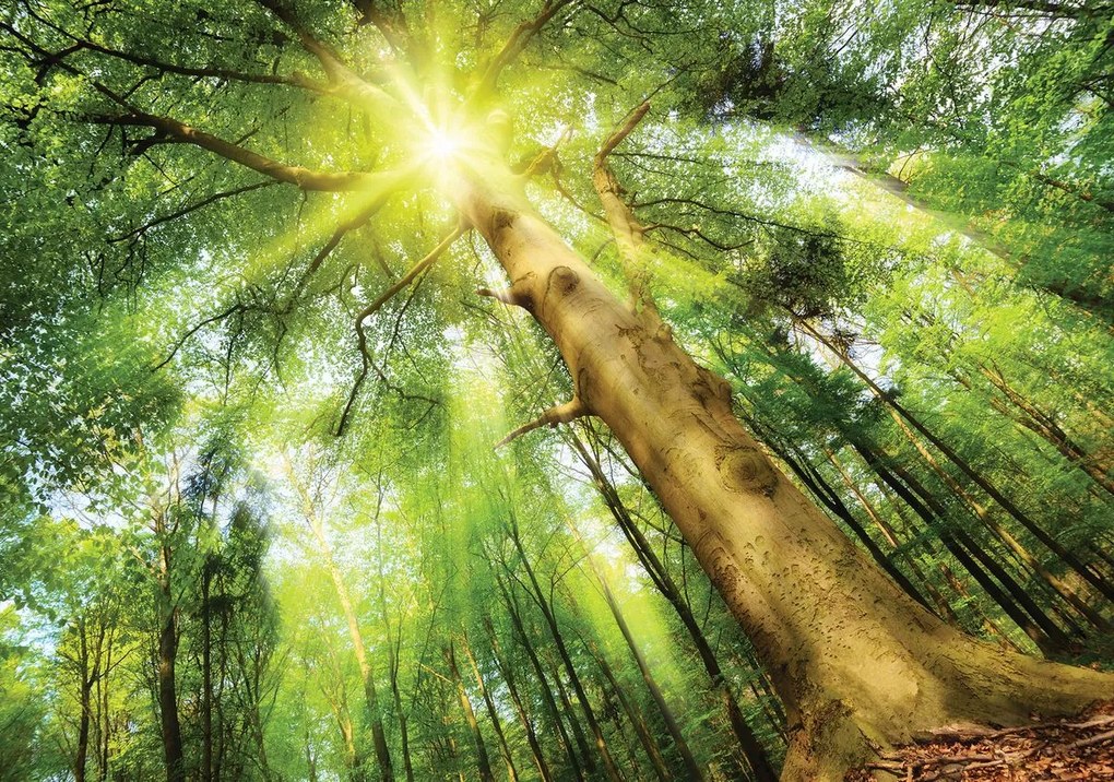 Fototapet - Copac în lumina zilei (254x184 cm)