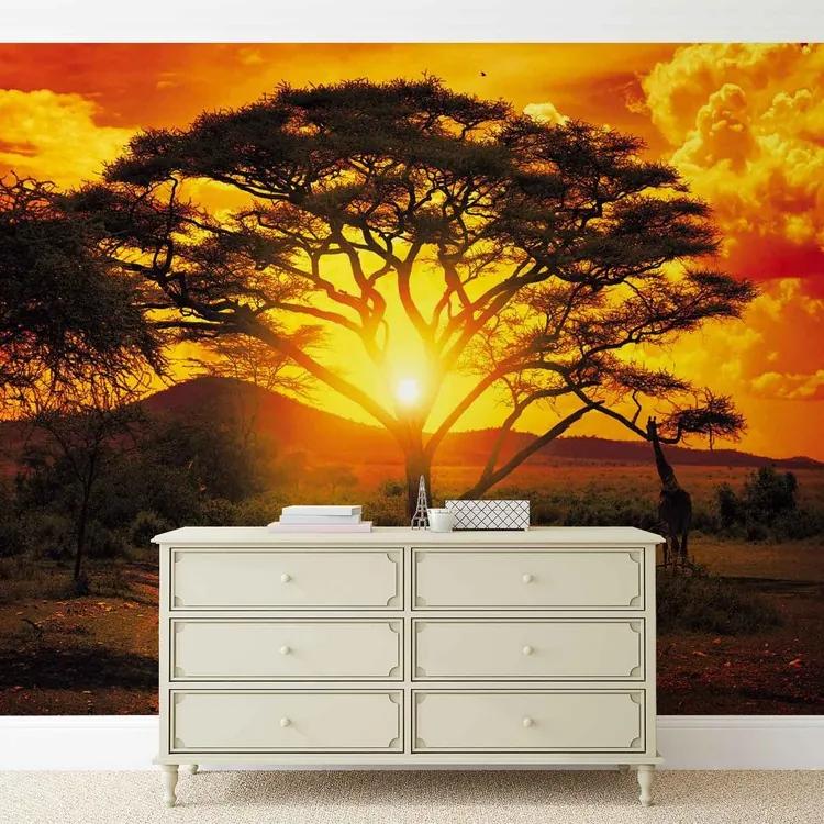 Sunset Africa Nature Tree Fototapet, (250 x 104 cm)