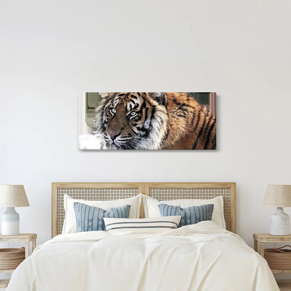 Tablou cu tigrul (120x50 cm)