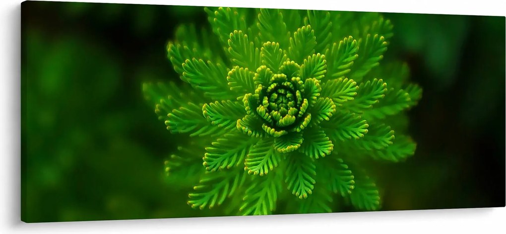 Tablou cu coniferi (120x50 cm)