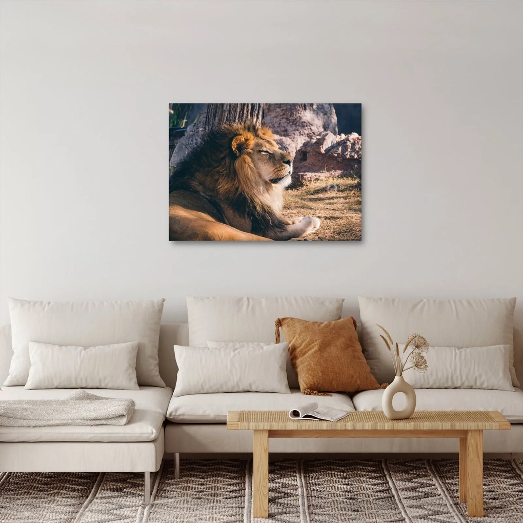 Tablou cu leul dormind (70x50 cm)