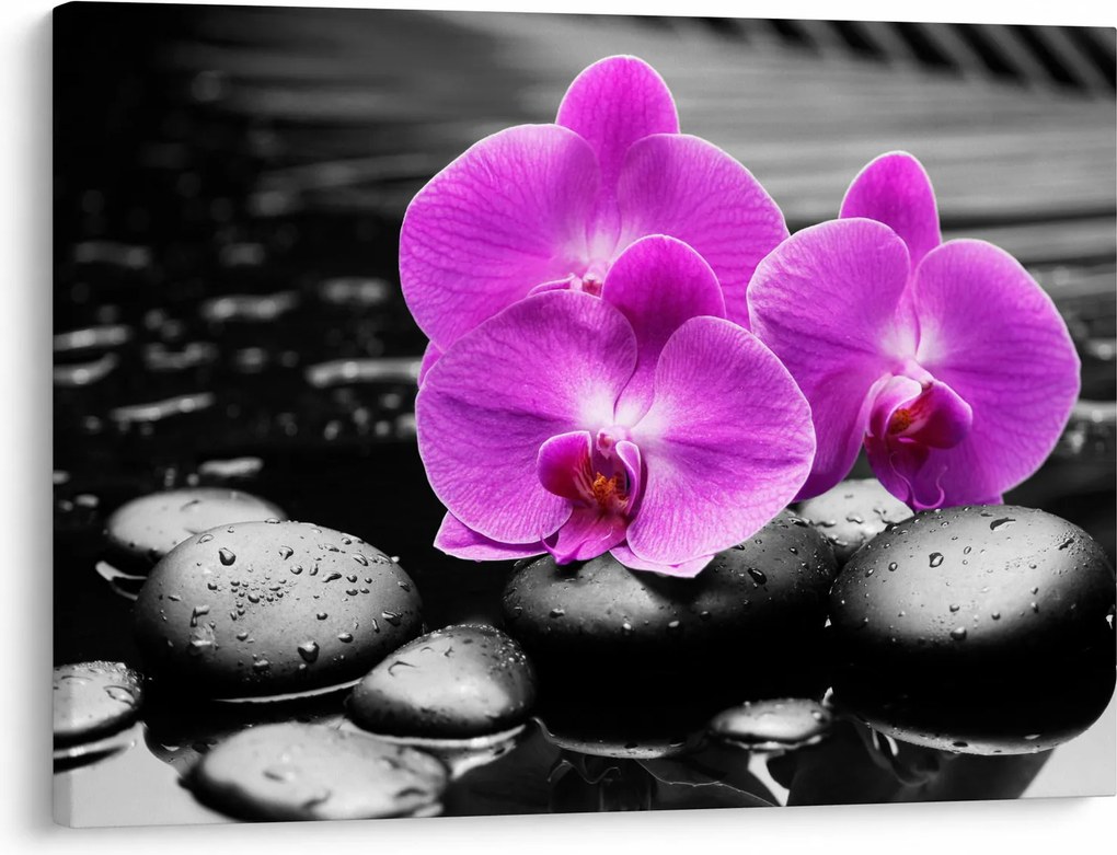 Tablou - Orhidee violet (70x50 cm)